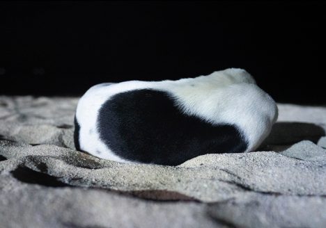 The Gundersen Collection. Signe Marie Andersen .